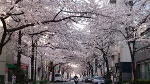 桜,さくら,お花見